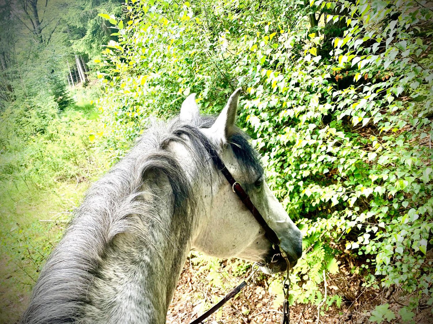 equestrian riding lesson
